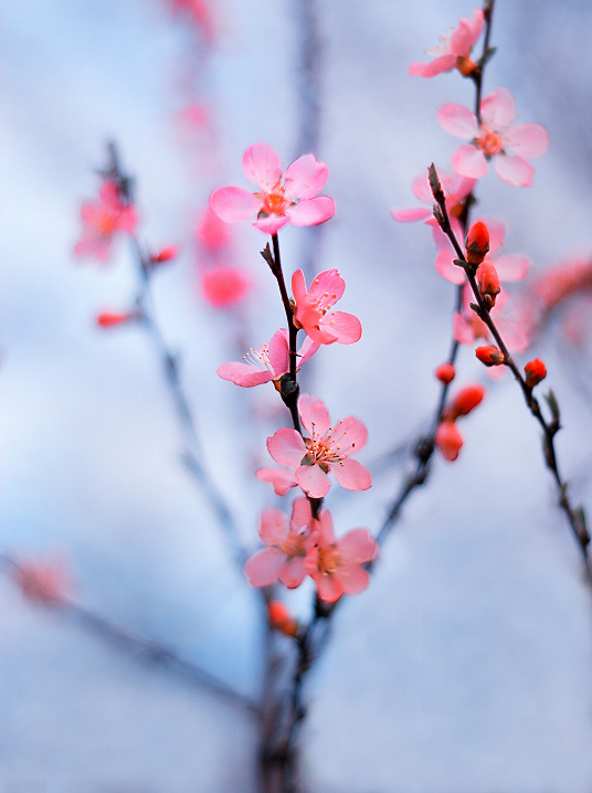 独秀的梅花,"孤芳自赏"的真实写照