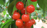 Para llegar a Jianyang comer cerezas