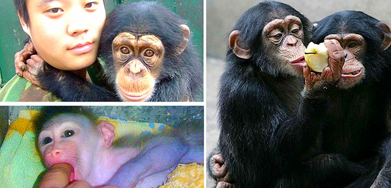 成都力量第13期- 动物园猩猩饲养员的故事 - 腾讯大成网