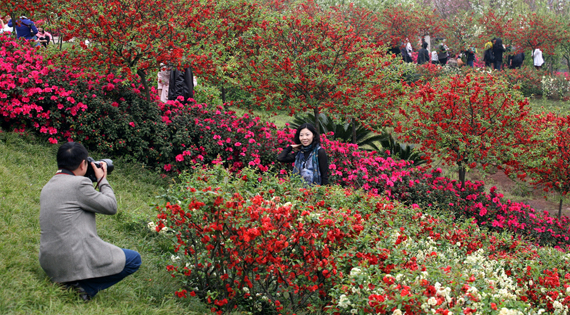 第六届成都花舞人间杜鹃花节3月8日盛装登场