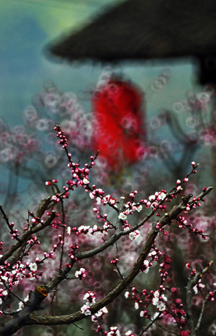 青白江杏花节