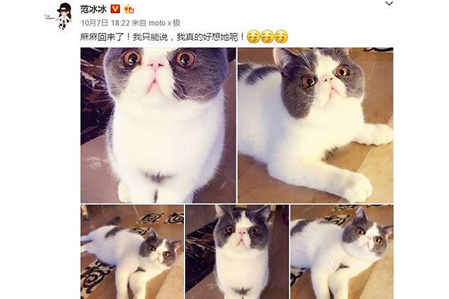 范冰冰在微博上秀她的猫 范冰冰在微博上秀她的猫