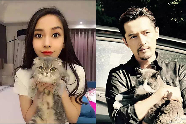 左:Angelababy和她的“小宝贝”右:胡歌也爱猫如命 左:Angelababy和她的“小宝贝”右:胡歌也爱猫如命