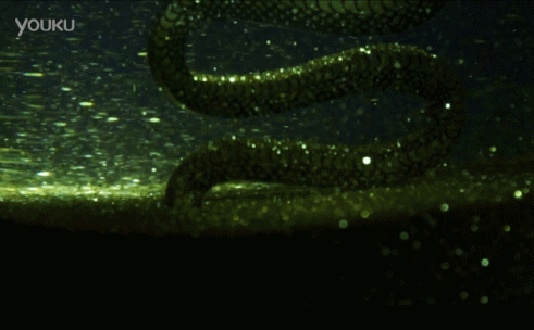 90秒知道 李宇春小s都爱的蛇