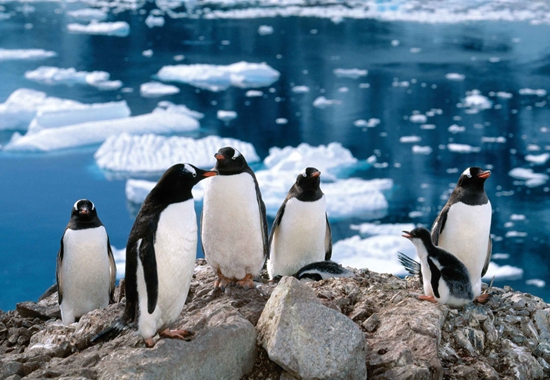 中国游客的南极之恋:游客数量数年间增长了近