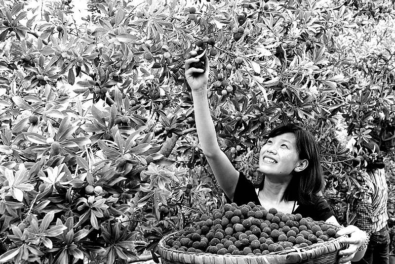 农行广安支行大力支持水果产业发展