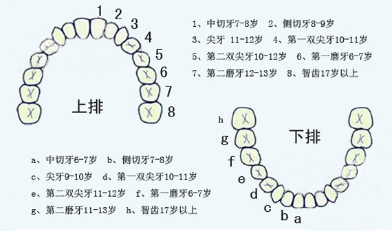 乳牙脱落,恒牙萌出是有一定的规律