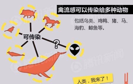 在传播途径方面,方案明确,经呼吸道传播,也可通过密切接触感染的禽类
