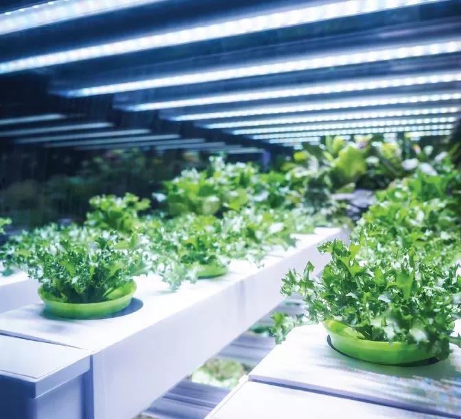 led照明可以通过各种方式使室内农业受益.(图片来源:123rf)